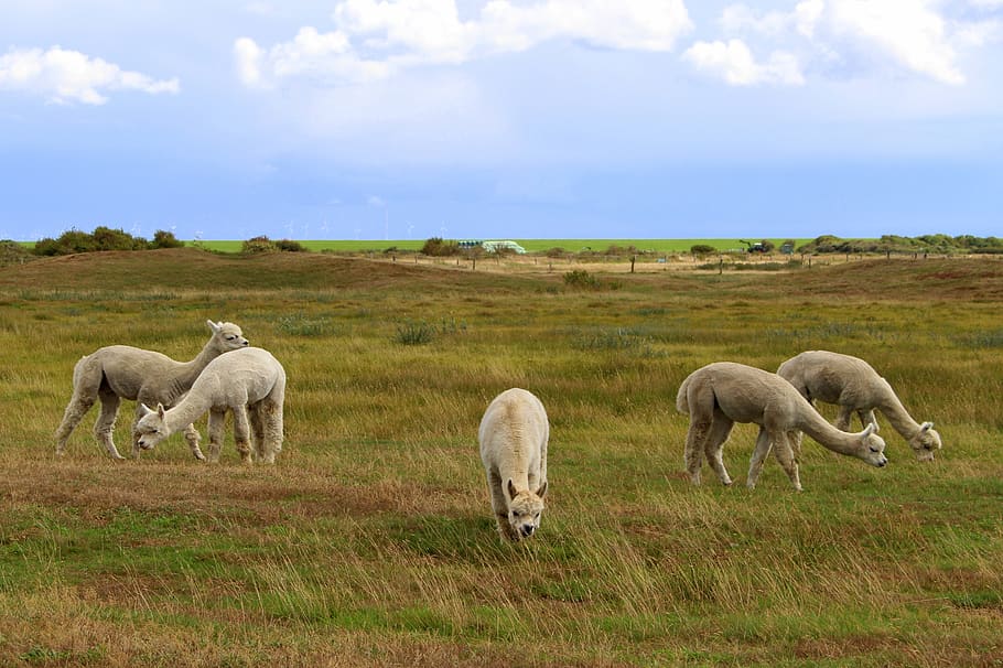 langeoog, isla, frisia oriental, costa, mar del norte, naturaleza, cielo, alpaca, paisaje, panorama