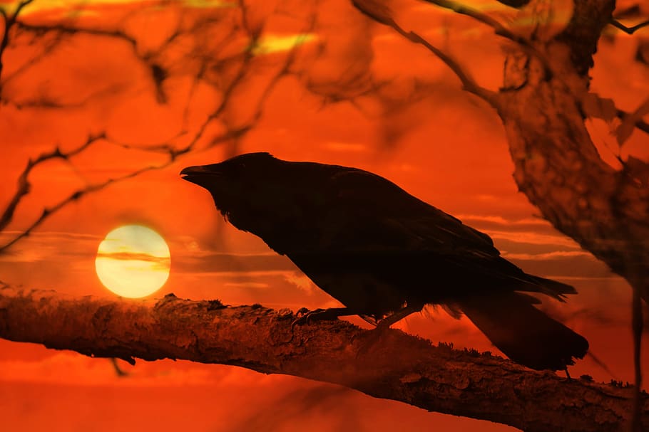 crow, bird, perched, branch, sunset, silhouette, animal, animal themes, animal wildlife, one animal