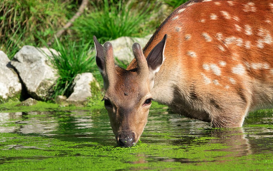 damm wild, roe deer, wild, nature, animal, animal world, forest animal, fallow deer, scheu, curious