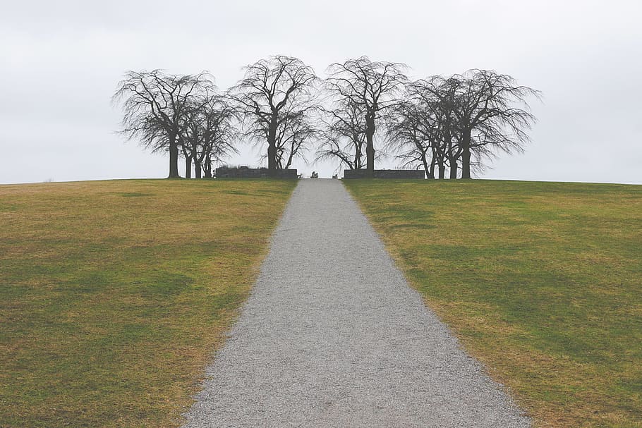 grey, sky, grass, path, gravel, trek, trees, plant, tree, the way forward