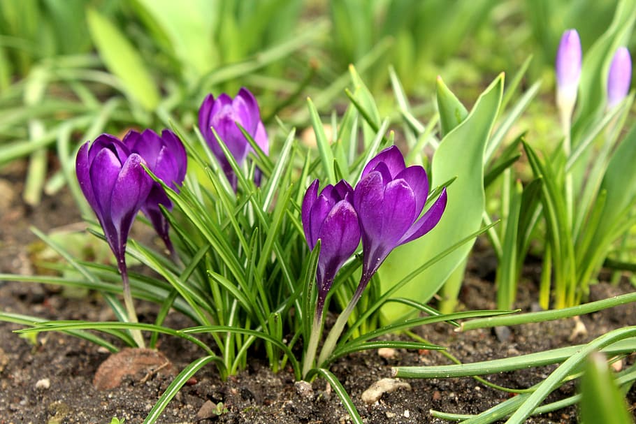 açafrão, março, flores da primavera, primavera, violeta, roxo, figura, natureza, planta, krokus