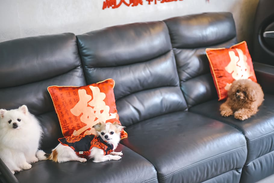 perros en el sofá, varios, perro, perros, mamífero, doméstico, mascotas, sofá, temas de animales, muebles