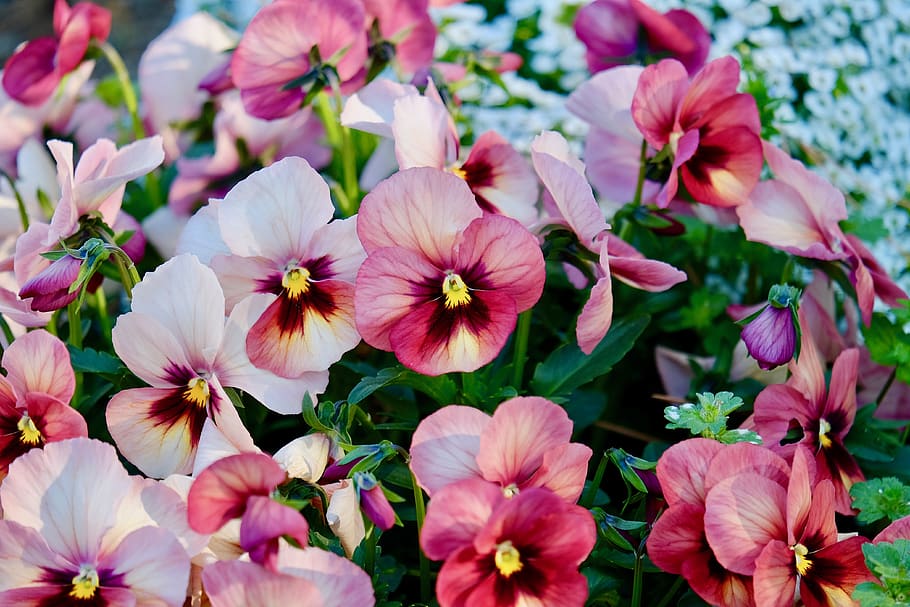 pansy, flower, pink, white, colorful, spring, flowering plant, fragility, vulnerability, petal