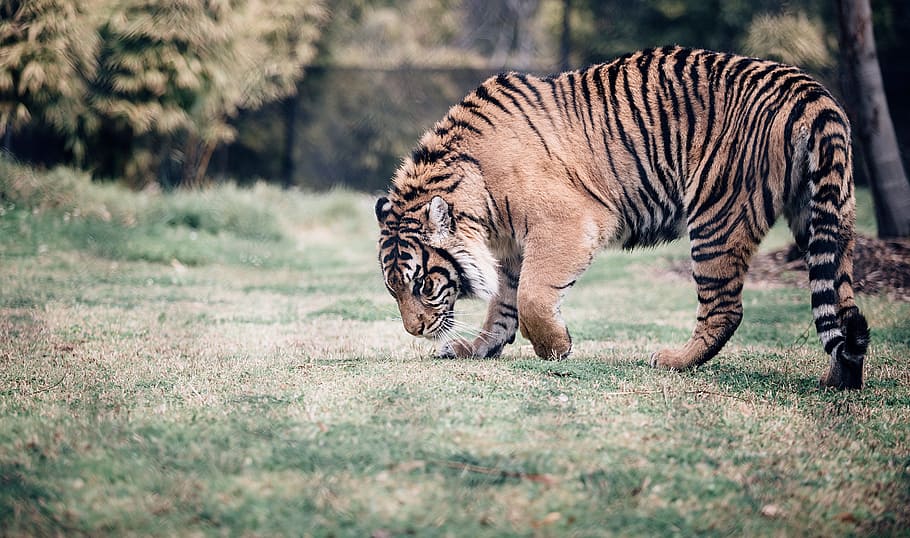 tiger, cat, animal, wildlife, woods, wire, fence, barrier, carnivore, animal themes