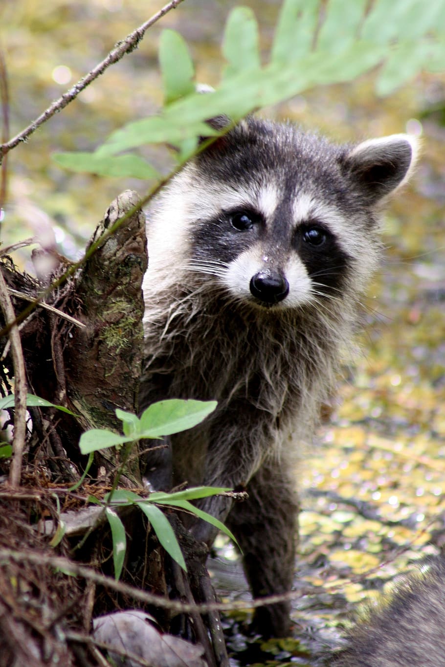 raccoon, portrait, wildlife, small, cute, mask, furry, macro, head, face
