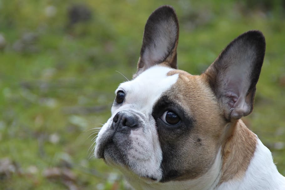 cão, retrato, buldogue francês, molosser, kurznasig, orelhas de morcego, tricolor, bonito, engraçado, mamífero