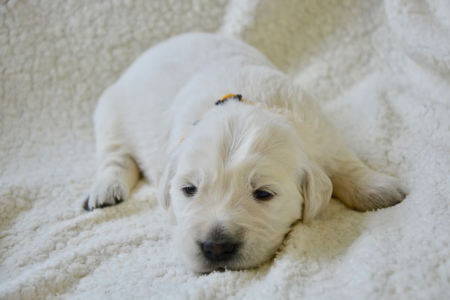 golden retriever puppy, pup, puppy of three weeks, puppy sleeping, cute, animal, canine, puppy yellow, dog, bitch