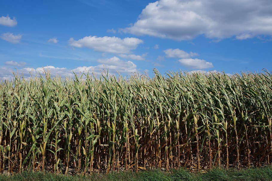 corn, landscape, agriculture, field, harvest, sky, plant, summer, autumn, august