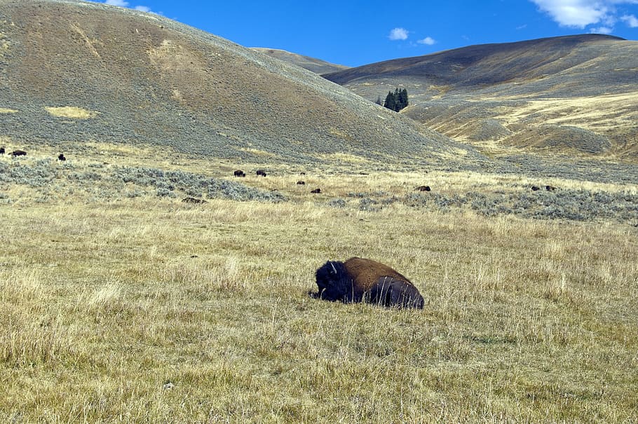autumn in lamar valley, bison, buffalo, sagebrush, animal, horns, nature, prairie, wild, wyoming
