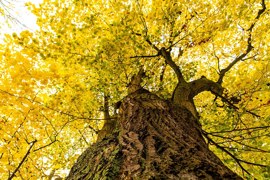 linde, linden, bright, autumn, yellow, fall color, lipovina, deciduous tree, tree, fall foliage