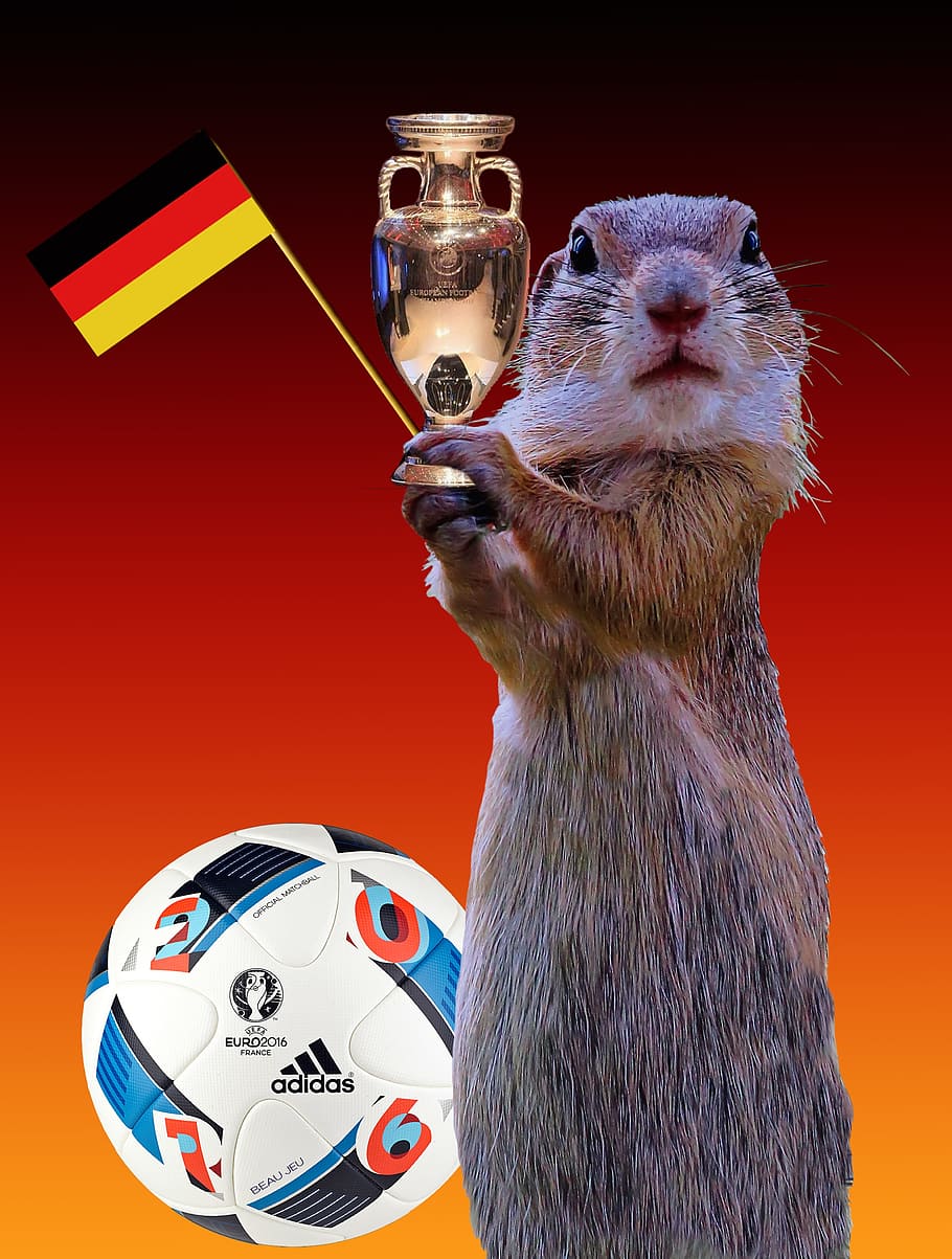 fifa, soccer, object, rat, mouse, squirrel, ball, football, one animal, mammal