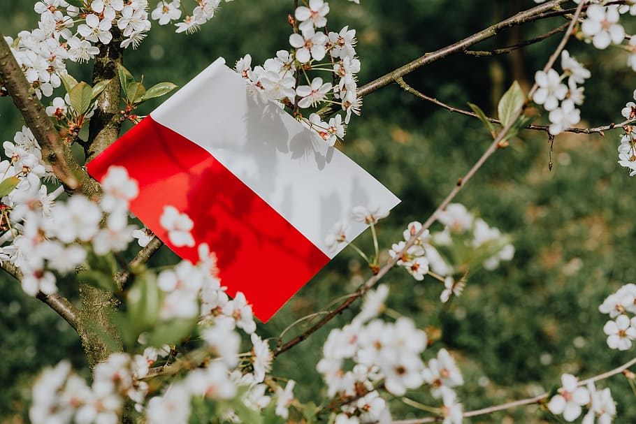 bandeira, -, polska flaga, natureza, Polônia, Europa, árvore, polonês, polska, nacional