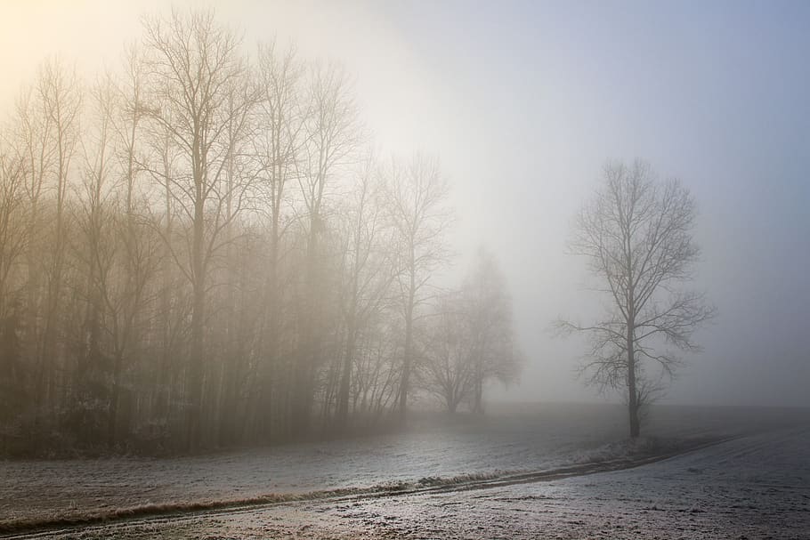 nevoeiro, amanhecer, paisagem, nascer do sol, natureza, árvores, estrutura, campo, neblina, nebuloso