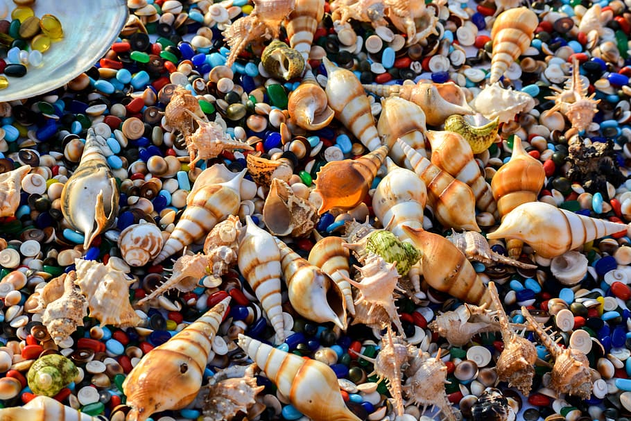 India, Océano Índico, conchas, mar, joyas, criaturas, colores, mar Arábigo, concha de caracol, imagen