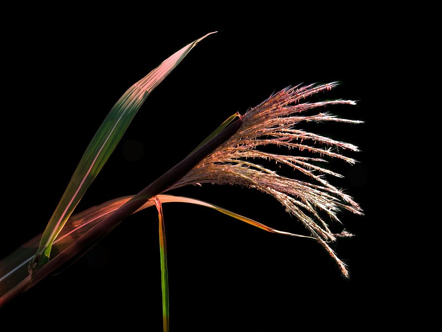 porcupine grass, zebra grass, zebra reed, upright zebra reed, rigid zebra reed, spring-like, golden-brown panicle, miscanthus strictus, perennial for cut flowers, blossom