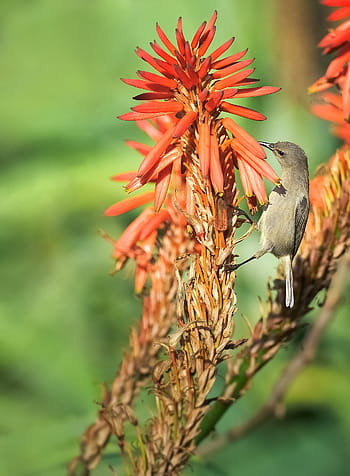 Fotos flores dobles libres de regalías | Pxfuel