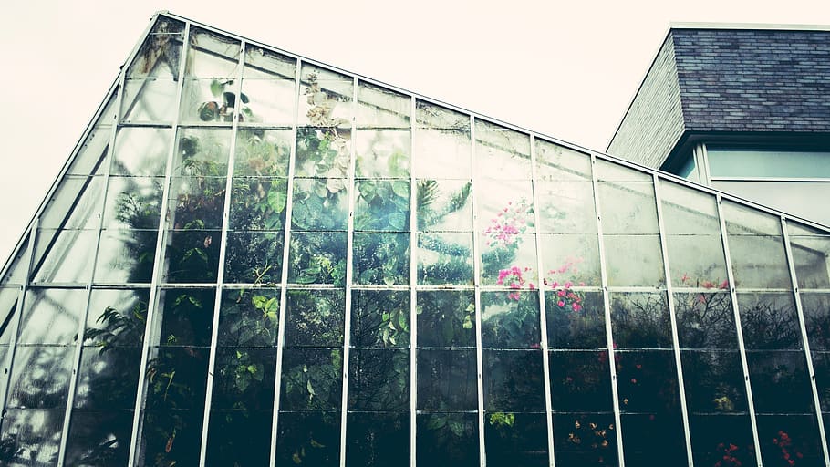greenhouse, conservatory, gardening, glasshouse, botany, botanical, plant, growth, indoors, urban