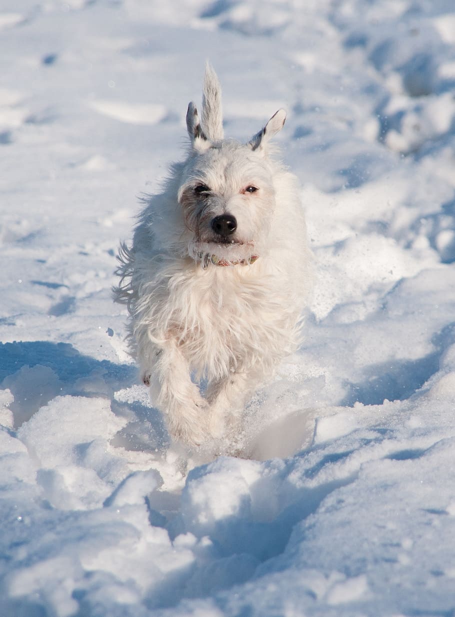 terrier, dog, snow, white, winter, pet, animal, portrait, charming, sly fox