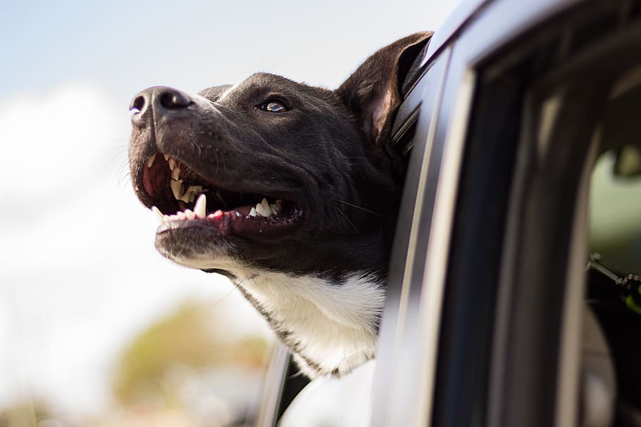 perro, feliz, coche, cabeza, ventanilla del coche, perro feliz, mascota, animal, canino, perro grande