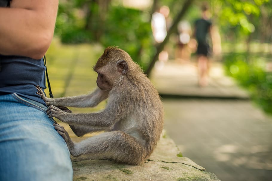 bali, indonesia, monkey, park, beggar, steals, man, nature, pocket, curious