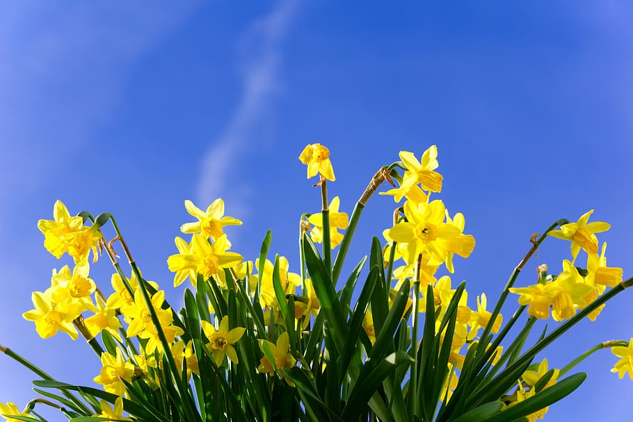 daffodils, early bloomer, flower, narcissus, spring, easter, plant, close up, nature, yellow