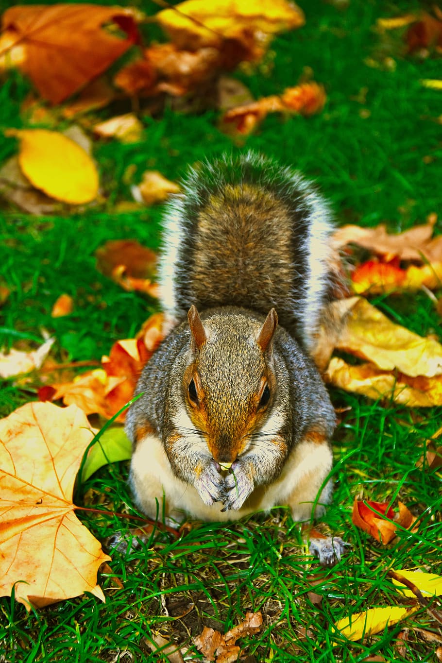 squirrel, animal, cute, roam, nature, automn, grass, eating, nut, wild