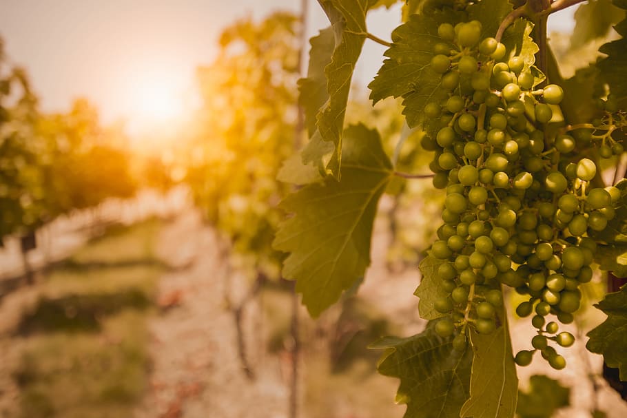 vineyards, sunset., unripe, grapes, summer., plant, food and drink, food, vineyard, fruit