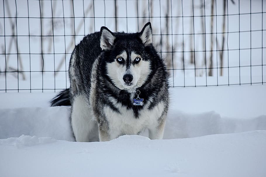 husky, winter, dog, animal, snow, nature, pet, snowy, serious, one animal