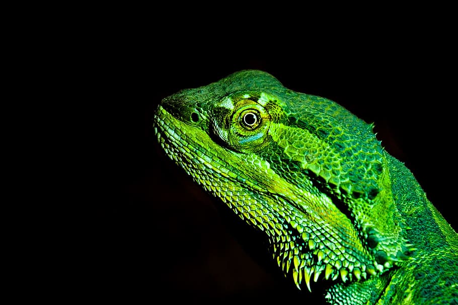 lagarto dragón, animales, temas de animales, animal, un animal, fondo negro, color verde, foto de estudio, fauna animal, vertebrado