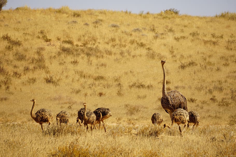ostrich, babies, bird, feather, chicks, namibia, wildlife, ostriches, female, africa