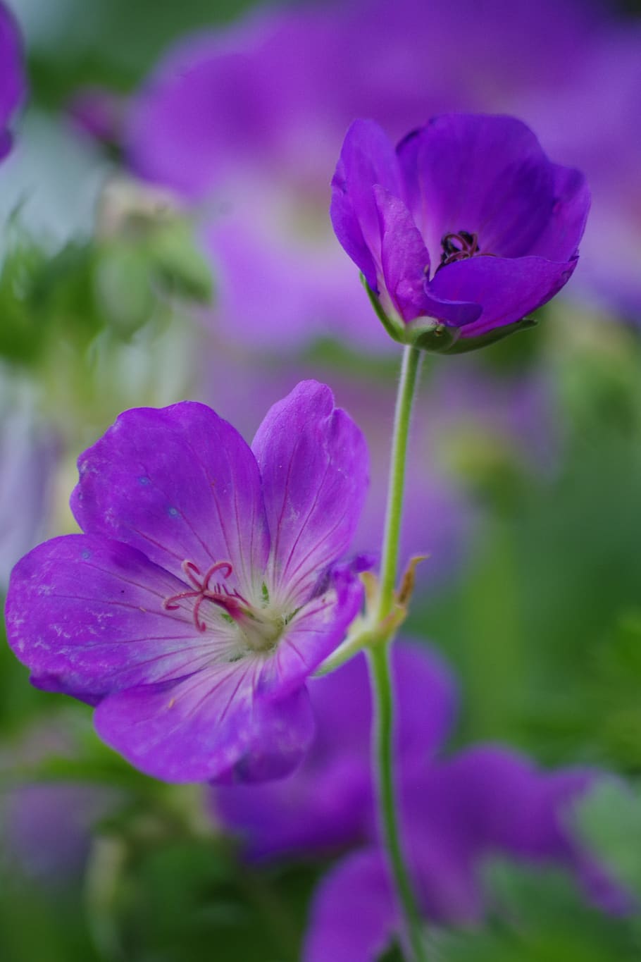 cranesbill, flower, garden, nature, plant, blossom, bloom, close up ...