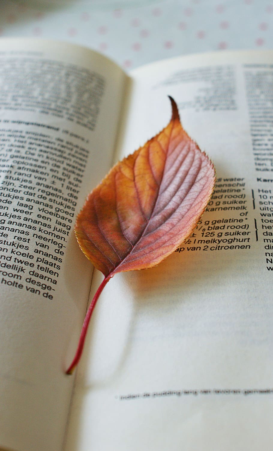 autumn, petal, colors, save, drying, book, fall colors, nature, autumn leaf, veins