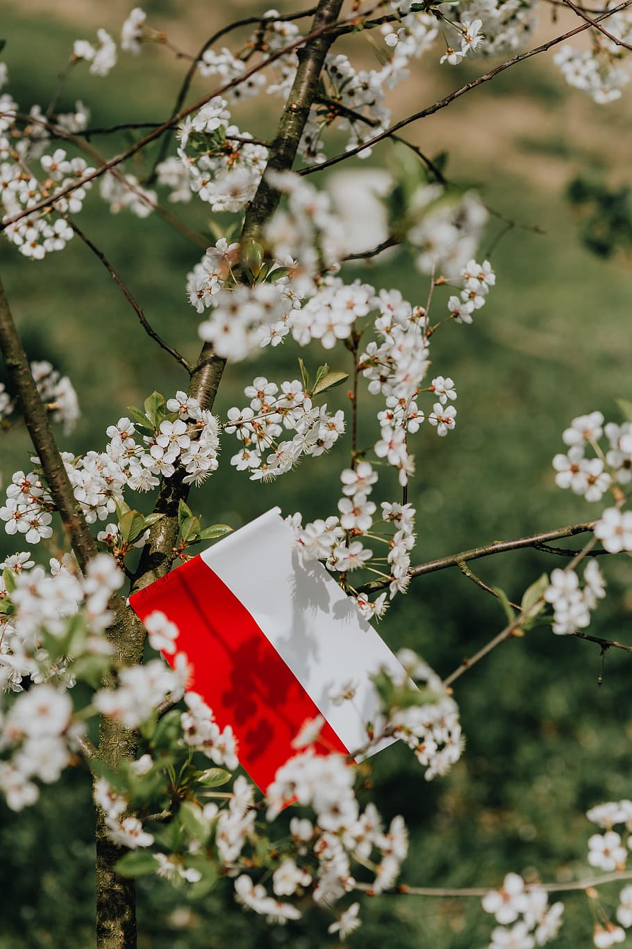 bandeira, -, polska flaga, natureza, Polônia, Europa, árvore, polonês, polska, nacional