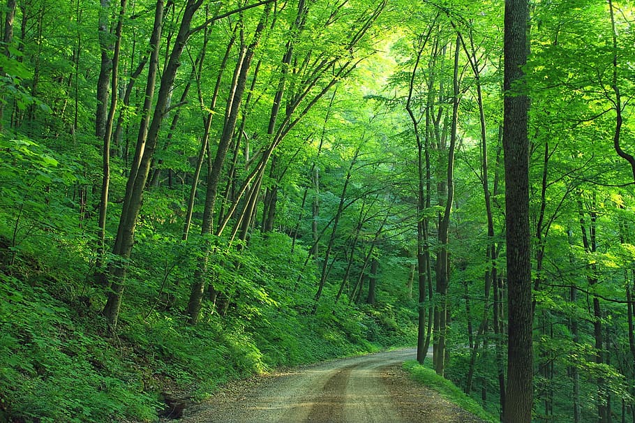 hutan, kayu, hijau, tebal, alam, pohon, subur, tanaman, tanah, jalan ke depan