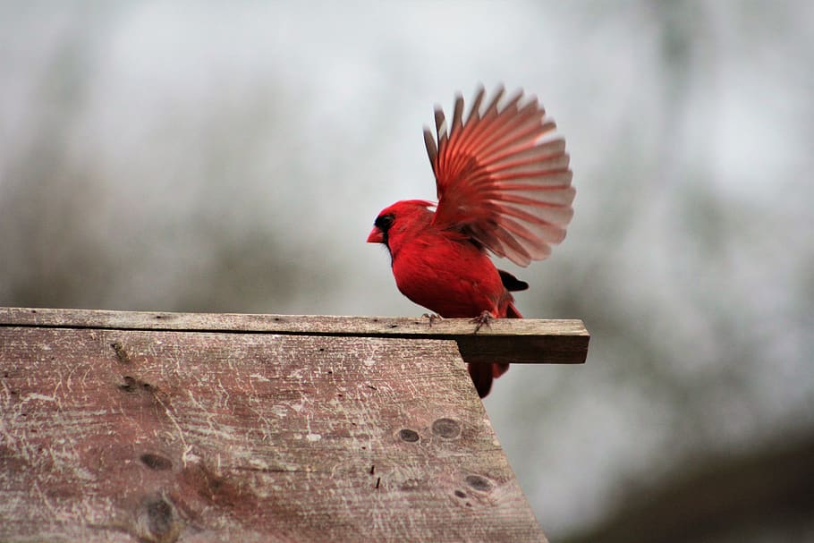 pájaro, naturaleza, aire libre, fauna, pájaro rojo, cardenal, animal, temas de animales, vertebrado, rojo