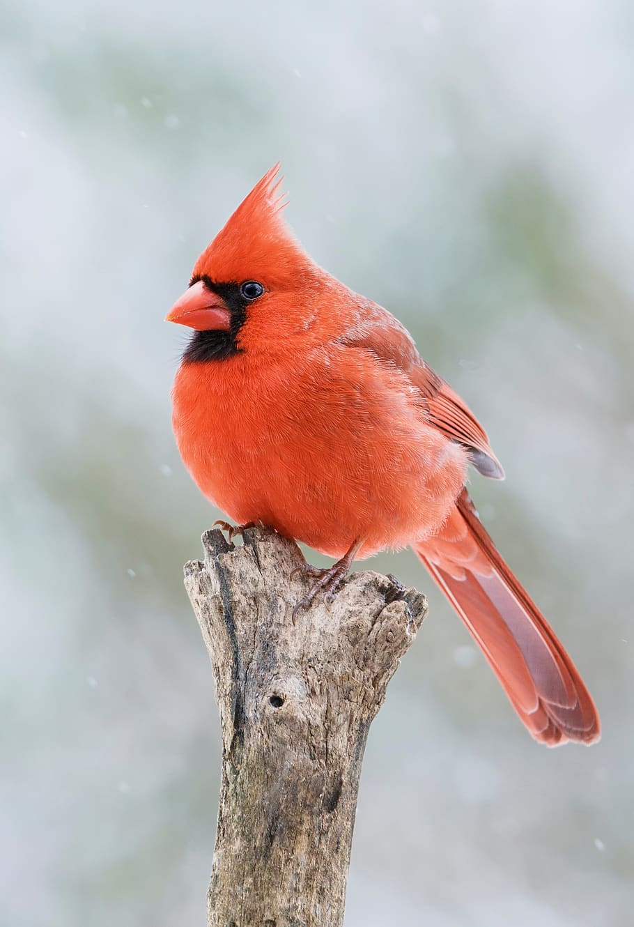kardinal, laki-laki, redbird, margasatwa, burung, duduk, bulu, pagar, lewis, songbird