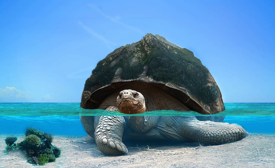 tortoise, water, photoshop, sea, ocean, underwater, swimming, nature, swim, sky
