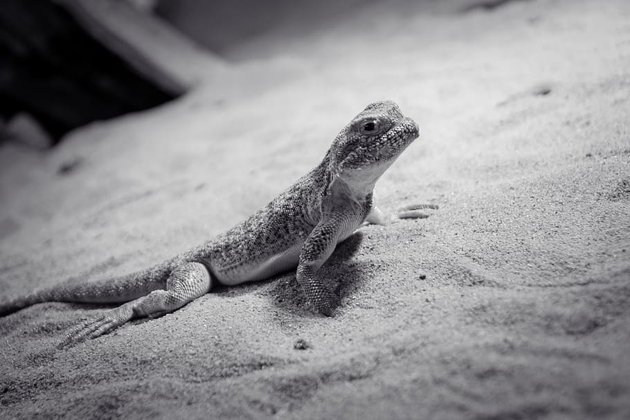 lizard, animal, reptile, creature, dragon, iguana, nature, exotic, vivarium, close up