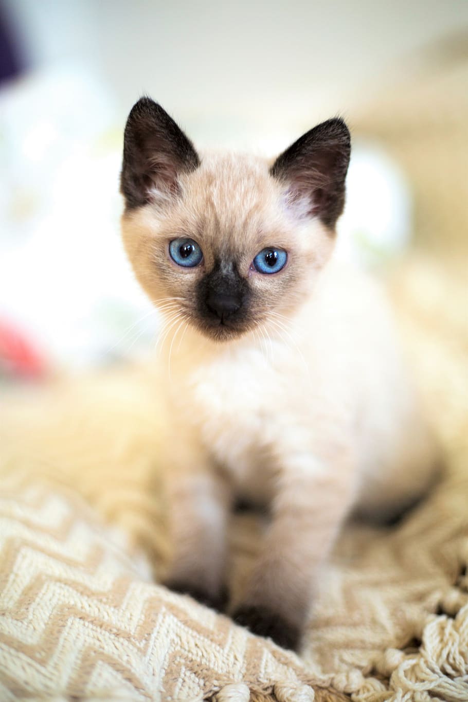 cute, animals, little, pet, cat, kitten, thai, siamese, blue eyes, kittens