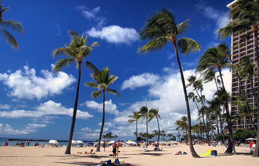 Hawaii, Honolulu, Waikiki, playa, nadadores, estilo de vida, natación, vadeo, tomar el sol, bronceado