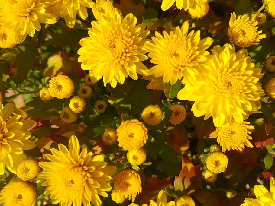 given, flowers, yellow, autumn, wood, chrysanthemum, nature, petal, freshness, growth