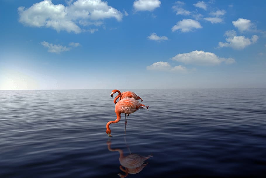 flamingo, praia, mar, flamingos, natureza, água, verão, oceano, rebanho, rosa