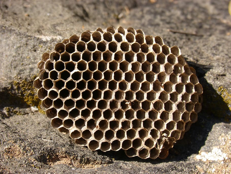 diaper, wasps' nest, exag, hex, natural geometry, nest, wasp, honeycomb, hexagon, close-up