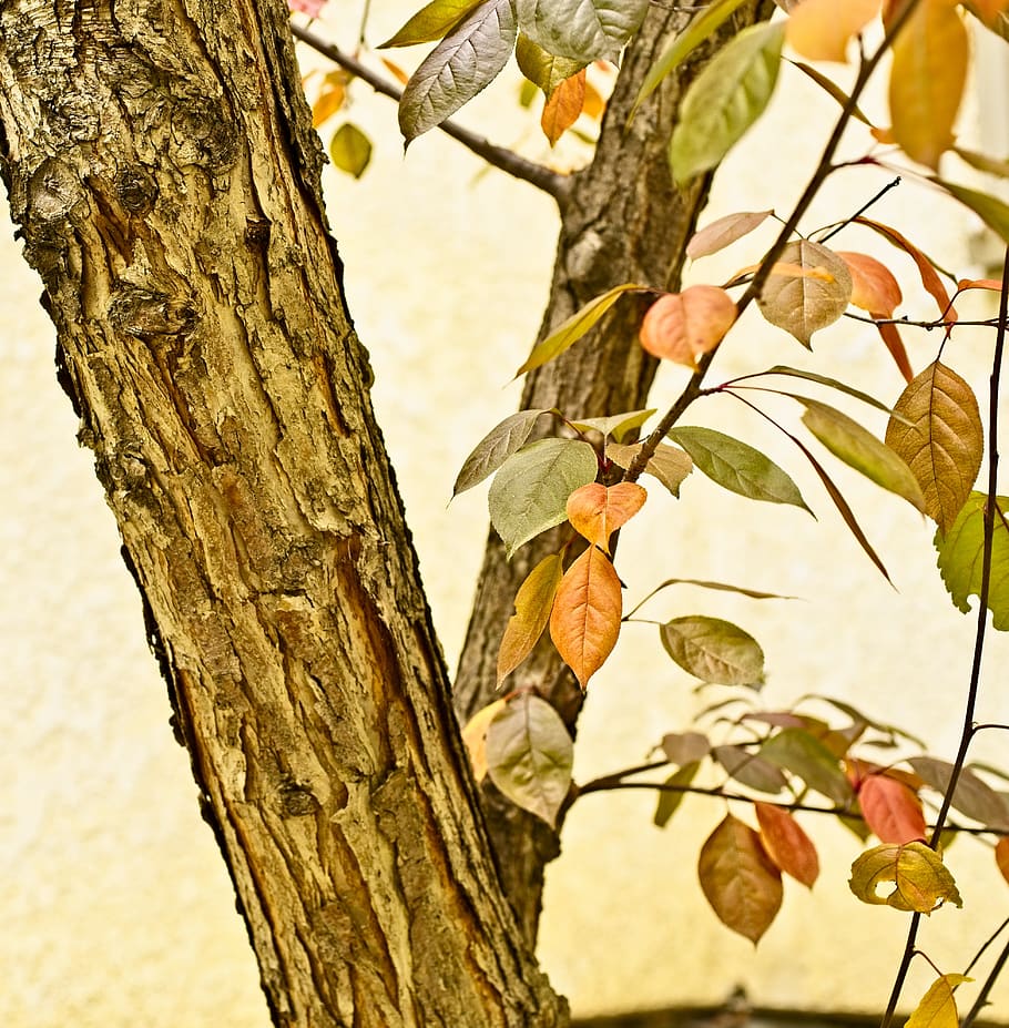 crabapple tree, tree, crabapple, branch, autumn, leaves, trunk, tree trunk, plant, focus on foreground