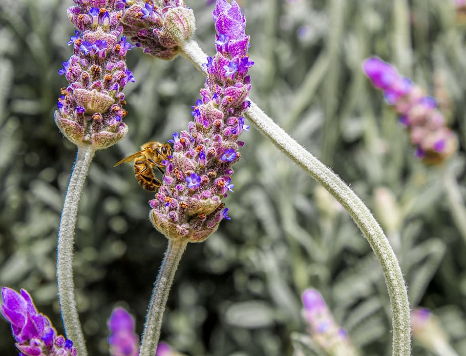 abeja, insecto, ocupado, polinización, lavanda, plantas, púrpura, violeta, naturaleza, aroma