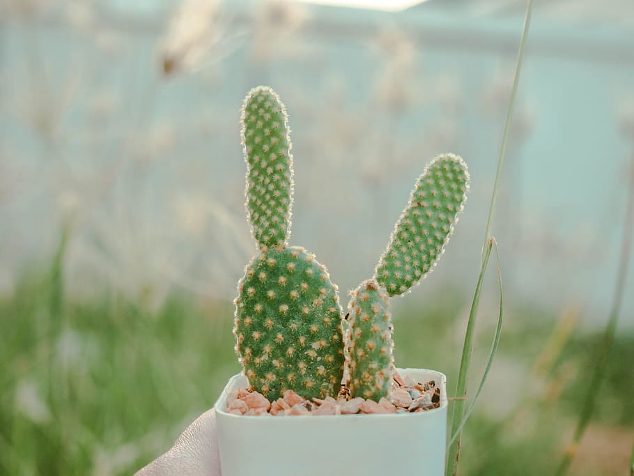 garden, cactus, plant, green, pot, grass, outdoors, succulent plant, growth, focus on foreground