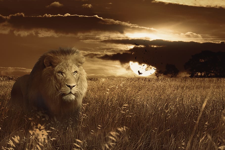 lion, animal, africa, predator, carnivore, portrait, tawny, feline, danger, savannah