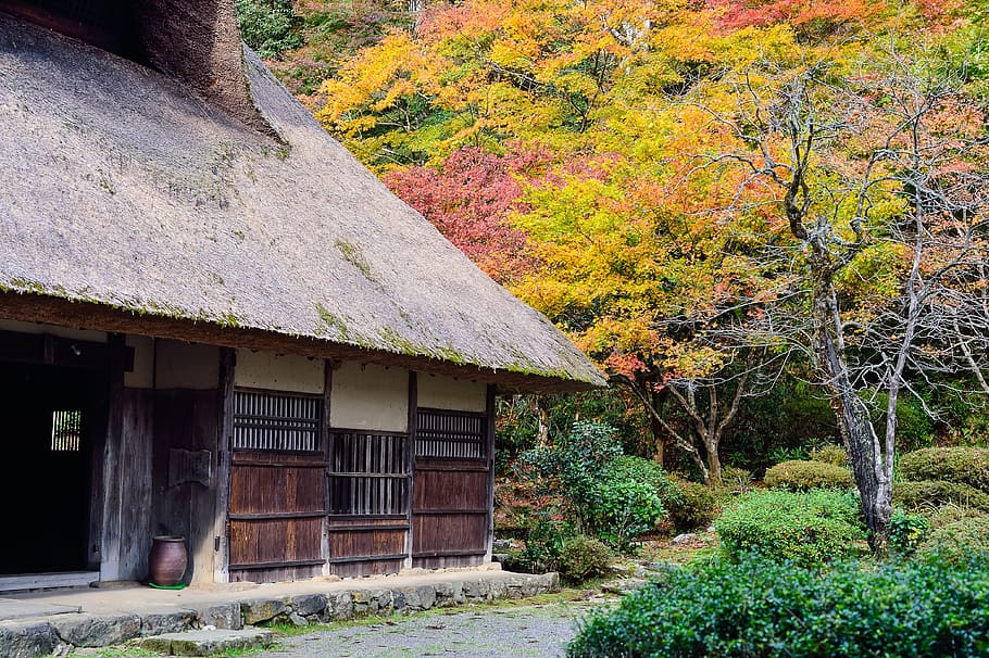 Jepang, pemandangan, gaya Jepang, rumah-rumah tua, atap jerami, daun musim gugur, pemandangan jepang, pohon, struktur yang dibangun, arsitektur