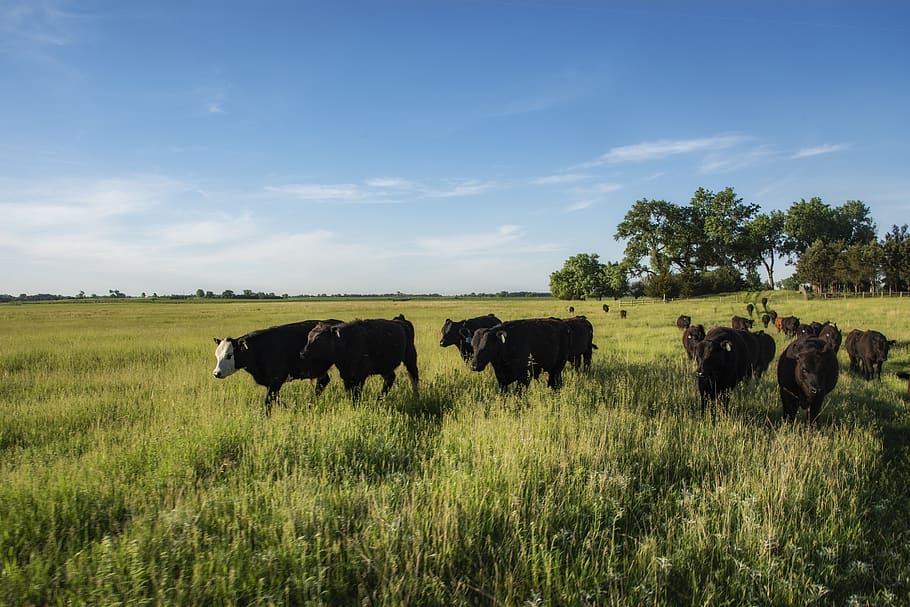 cattle, livestock, pasture, grass, animal, agriculture, farm, nature, cow, mammal