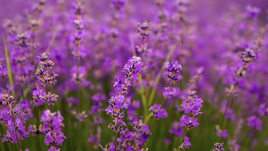 bunga, lavender, ungu, violet, alam, tanaman, taman, aroma, provence, perancis